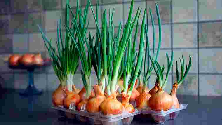 Без горщиків, землі та безладу: як виростити зелену цибулю на підвіконні