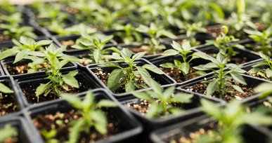 Ваше насіння точно не проросте: три головні помилки під час посіву розсади