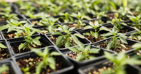 Ваше насіння точно не проросте: три головні помилки під час посіву розсади