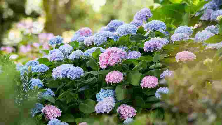 Схожі на троянди, але менш вибагливі: 6 найкрасивіших альтернатив квітів для саду