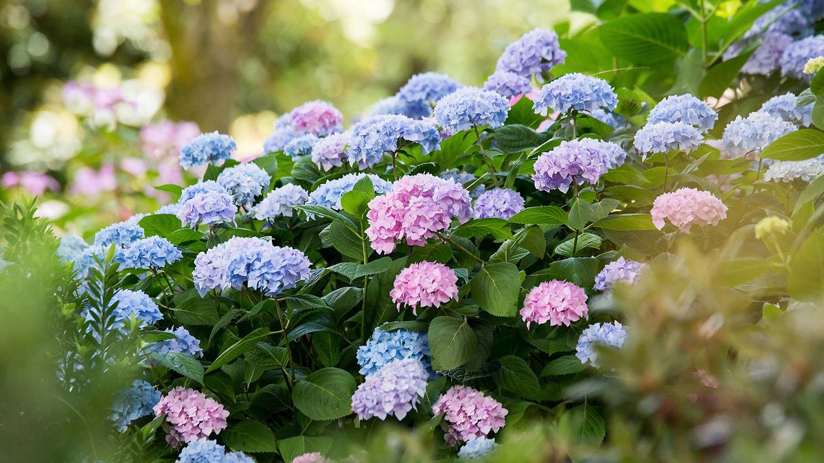 Схожі на троянди, але менш вибагливі: 6 найкрасивіших альтернатив квітів для саду