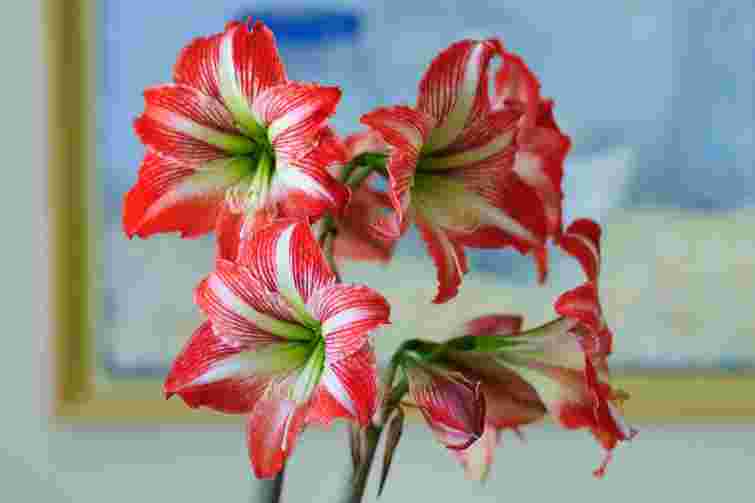 Розкішні квіти без зайвого клопоту: як змусити цвісти гіпеаструм