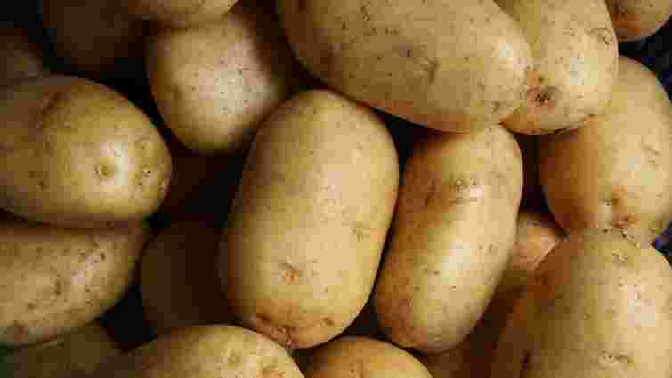 Їсти чи викидати: що робити, якщо картопля замерзла в коморі
