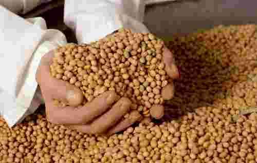 Українська соя дорожчає через зростання попиту в Китаї