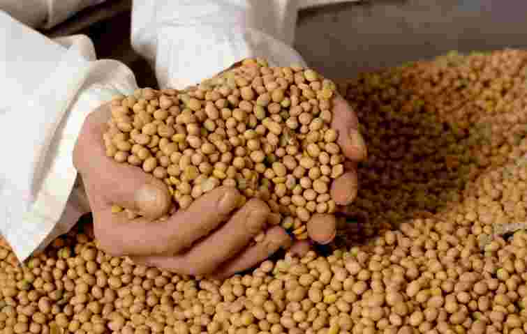 Українська соя дорожчає через зростання попиту в Китаї