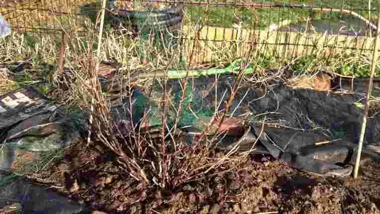 Зимове підживлення смородини: як закласти щедрий урожай ще в лютому