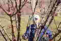 Обробка саду в лютому: чим, як і коли підживлювати рослини