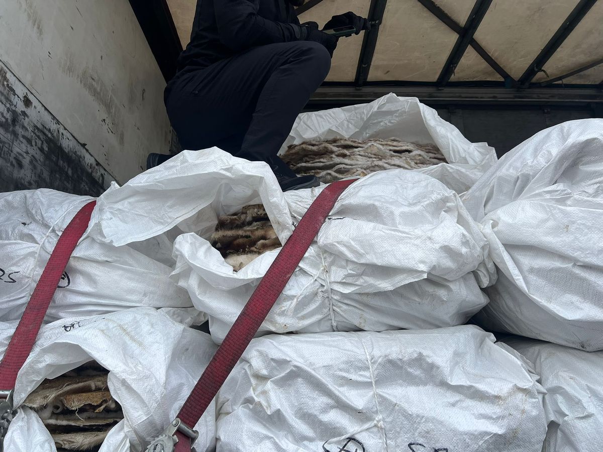 За контрабанду шкурок бобрів оштрафували директора відомої хутрової фабрики на Закарпатті