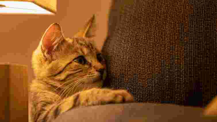Як захистити диван від кота, якщо нічого не допомагає: перевірений метод