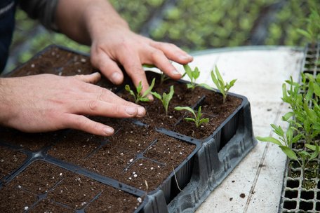 Погладьте свою розсаду: несподіваний, але дієвий метод проти витягування рослин