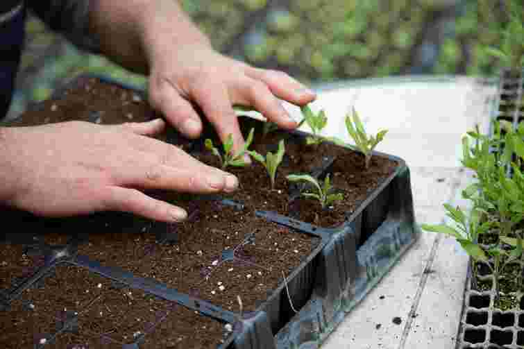 Погладьте свою розсаду: несподіваний, але дієвий метод проти витягування рослин