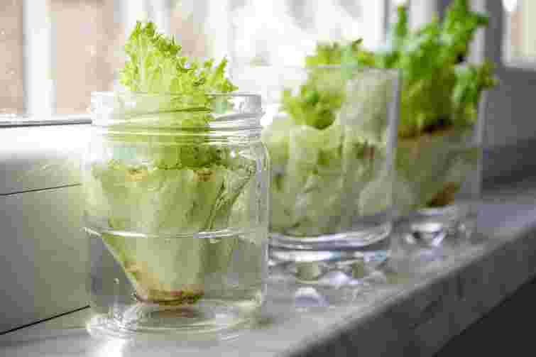 Знадобиться лише качан: як виростити листовий салат на підвіконні