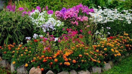 Лютий без паузи: 7 квітів для раннього посіву на розсаду