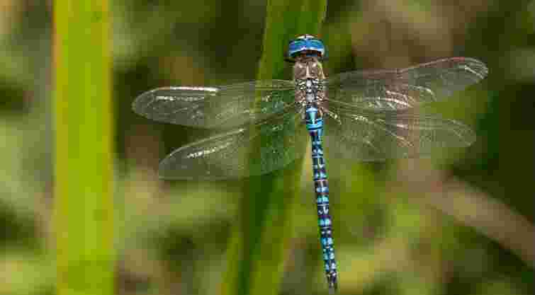 Відповідь може здивувати багатьох: як українською сказати «стрекоза»
