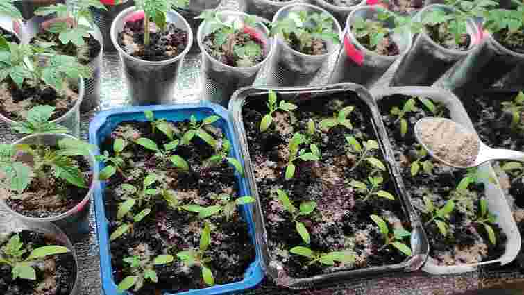 Живці пустять міцне коріння за лічені тижні: які два компоненти додати у землю