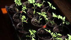 Чим підживити розсаду після пікірування: простий домашній рецепт