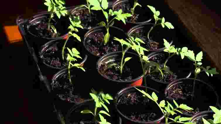 Чим підживити розсаду після пікірування: простий домашній рецепт