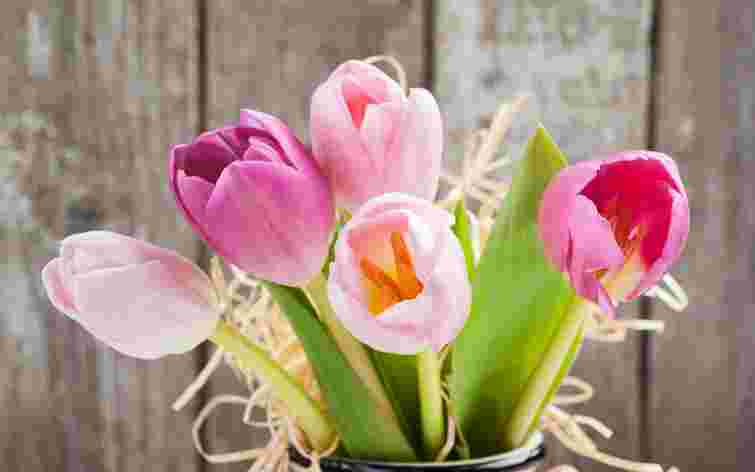 Як продовжити життя букета тюльпанів: 8 перевірених способів