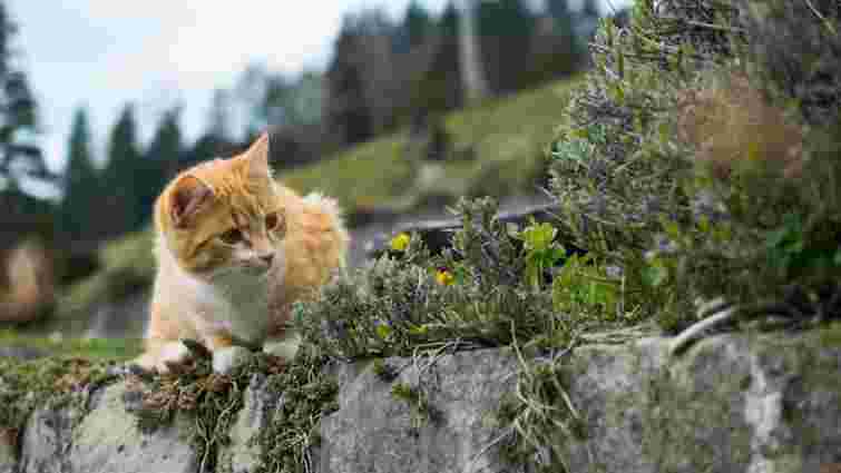 Чи завжди кіт повернеться сам додому: пояснення для господарів