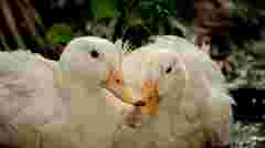 Що робити, якщо качка не несе яйця у гнізді: поради для господарів