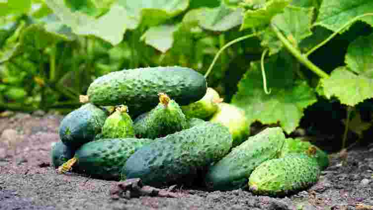 Стійкі до холоду та спеки: 5 сортів огірків для нестабільного клімату