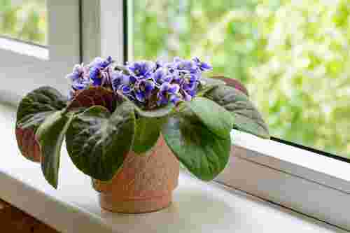 Не проґавте ці симптоми: три ознаки, що фіалка ось-ось загине