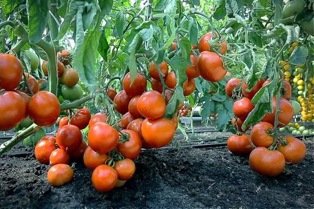 Стійкі до хвороб і перепадів погоди: три сорти томатів, які ніколи не підводять