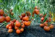 Стійкі до хвороб і перепадів погоди: три сорти томатів, які ніколи не підводять