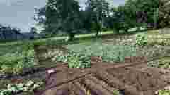 Посадив і забув: 3 невибагливі культури для зайнятих городників