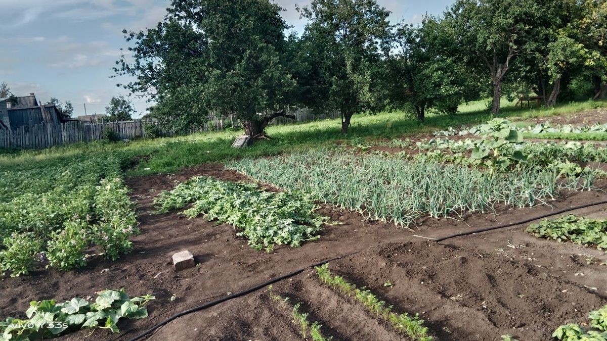 Посадив і забув: 3 невибагливі культури для зайнятих городників