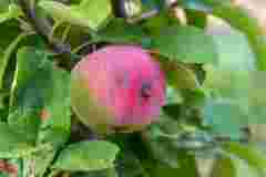 Соковиті та без шкідників усередині: що потрібно знати кожному господарю про яблуні