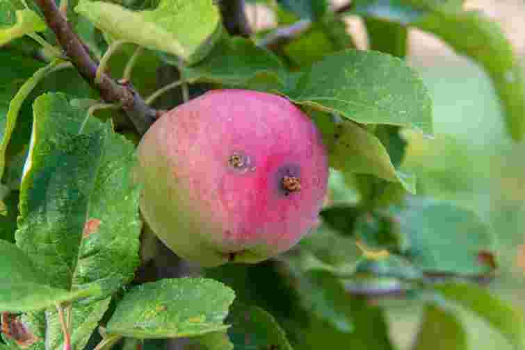 Соковиті та без шкідників усередині: що потрібно знати кожному господарю про яблуні