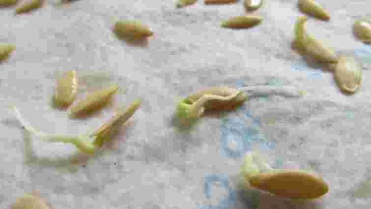 Як проростити розсаду за 10 годин: ідеальний спосіб для твердого насіння