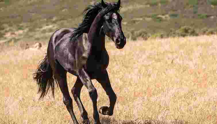 Фільми про коней: від пригод до драм