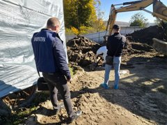 Депутат з Буковини приховав спалах африканської чуми на своїй фермі