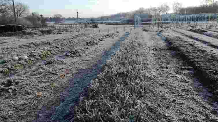 Лютневий удар по полях: як не втратити врожай через підтоплення і мороз