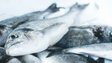 Скільки часу риба може зберігатися в морозильнику: як продовжити її свіжість