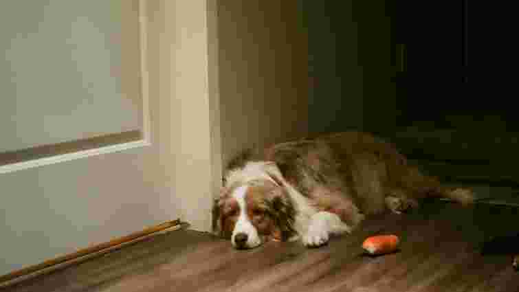 Як ви дратуєте собаку, навіть не помічаючи цього: поради кінологів