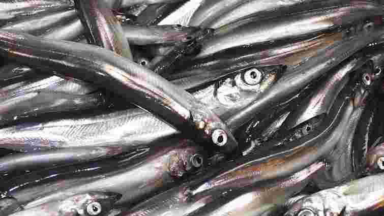 Як уникнути запаху під час смаження мойви: перевірені способи