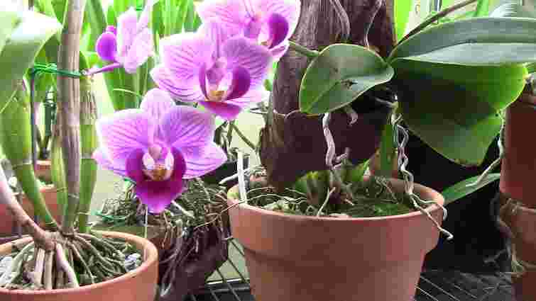 Домашній стимулятор для орхідеї: як активізувати цвітіння звичайною картоплею