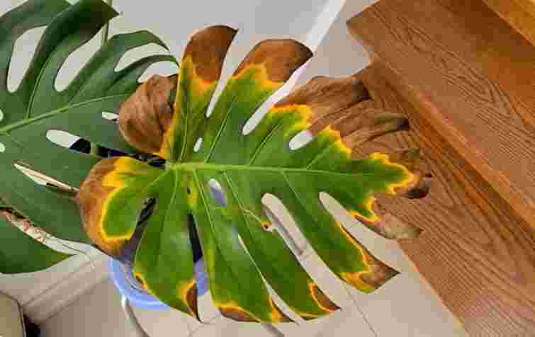 Перші сигнали проблем: чому жовтіє листя монстери і як її врятувати