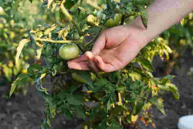 Великі помідори виростуть без зайвих зусиль: що додати у лунку перед посадкою