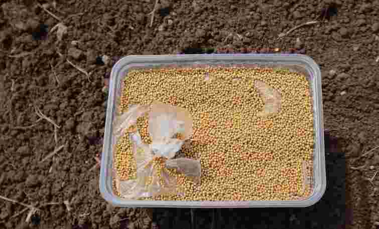 Допоможе гірчиця: як за місяць покращити структуру ґрунту і захистити його від хвороб