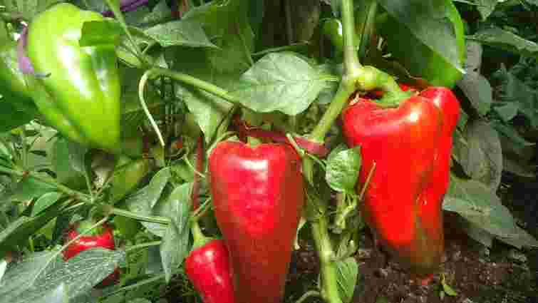 Ранні, суперврожайні та стійкі: 5 сортів болгарського перцю, які слід посадити в цьому році