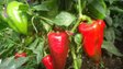 Ранні, суперврожайні та стійкі: 5 сортів болгарського перцю, які слід посадити в цьому році