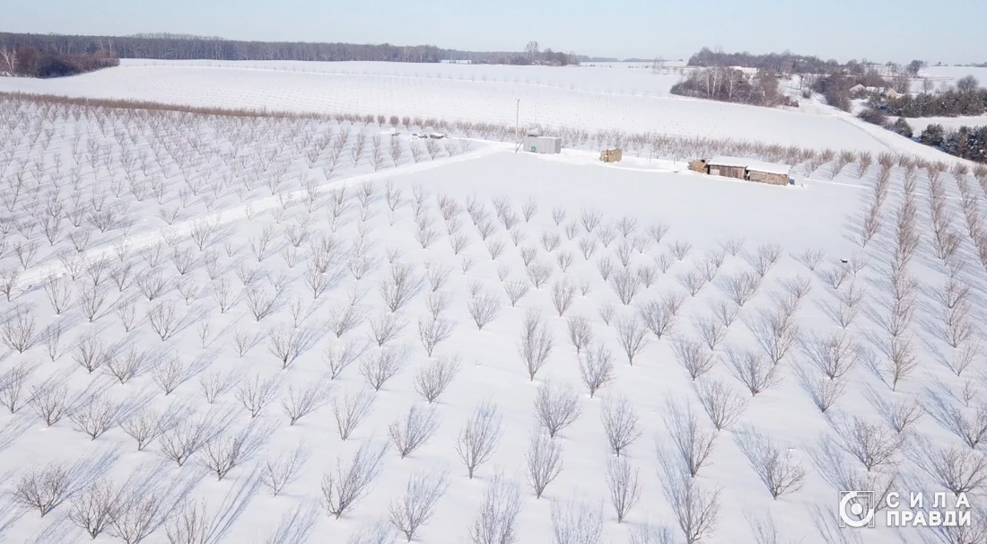 Фундукова плантація в Пустомитах (фото «Сили правди»)