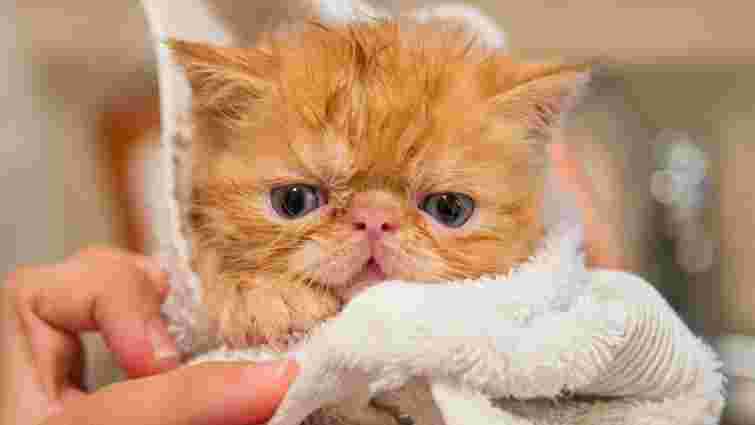 Страх, сум чи серйозна хвороба: чи можуть коти плакати і що означають їхні сльози