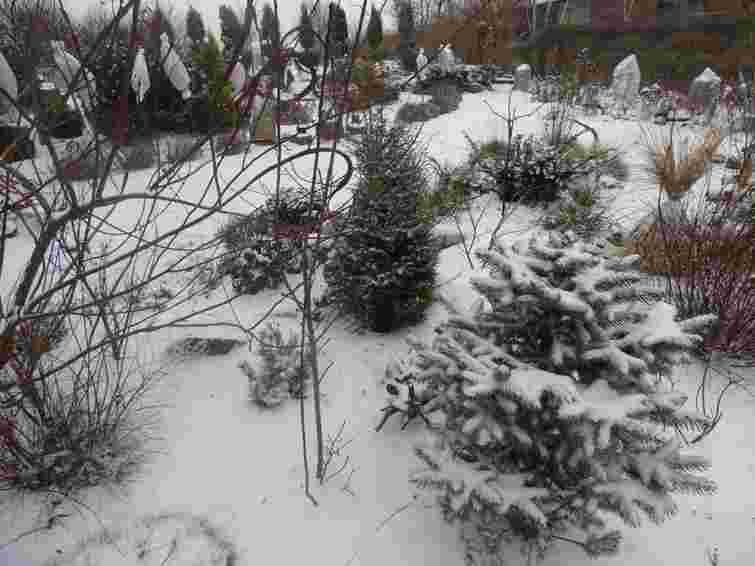 Відновлюємо сад після морозів: три етапи обовʼязкового підживлення саду