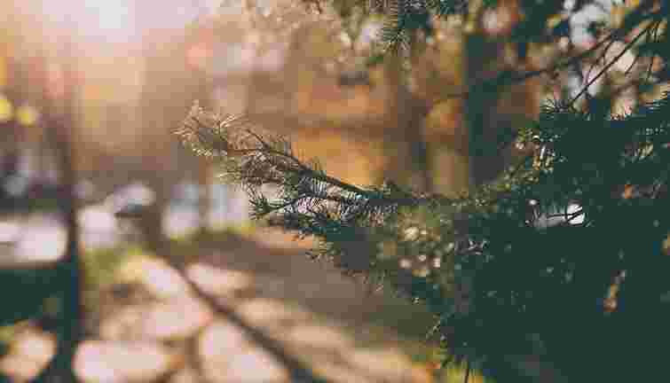 Потепління, яке усі так чекають: львівські синоптики розповіли про погоду до 25 лютого