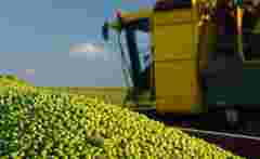 Україна втрачає основні ринки збуту гороху 